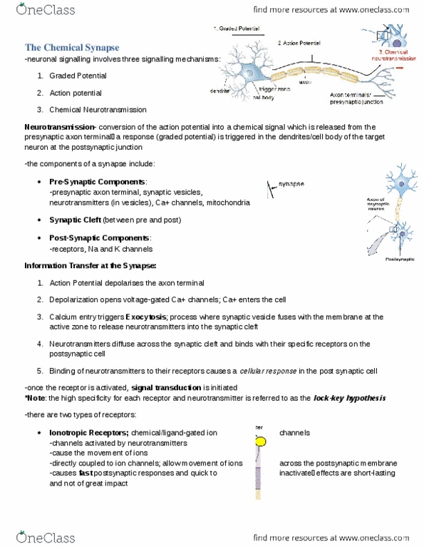 BIOC32H3 Lecture Notes - Lecture 5: Exon, Ligand-Gated Ion Channel, Signal Transduction thumbnail