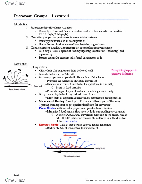 BIOL 2030 Lecture Notes - Lecture 4: Chlorophyll, Vacuole, Filopodia thumbnail
