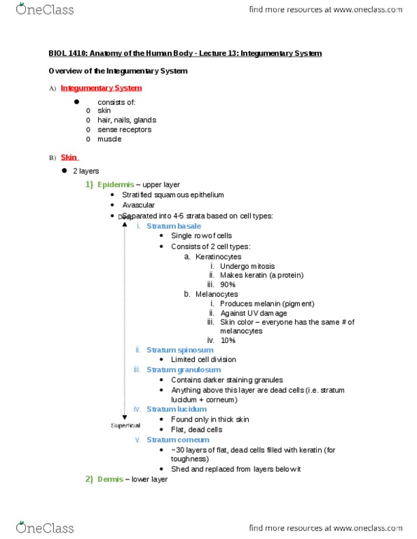 BIOL 1410 Lecture Notes - Lecture 13: Stratum Corneum, Hair, Stratum Spinosum thumbnail