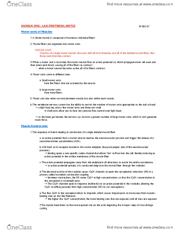 BIO SCI E112L Lecture Notes - Lecture 7: Motor Unit, Motor Neuron, Skeletal Muscle thumbnail