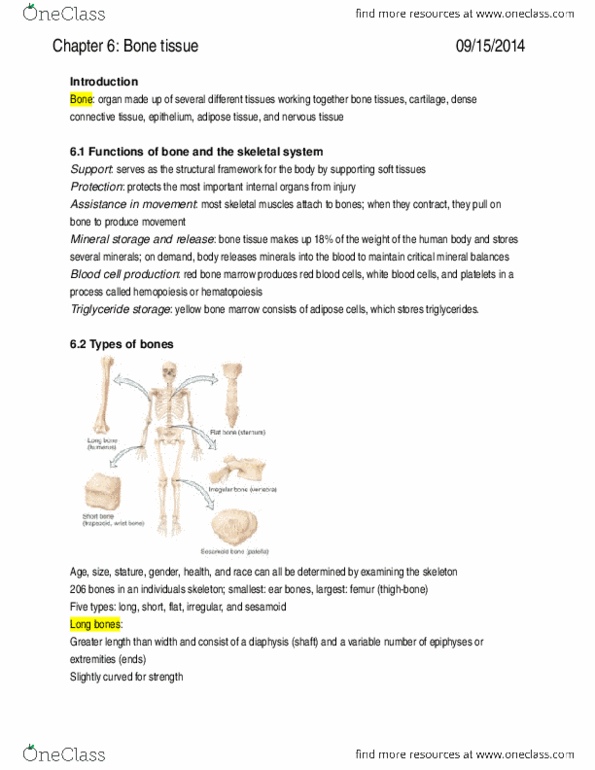 Health Sciences 2300A/B Chapter Notes - Chapter 6: Radiography, Stratum Spinosum, Stratum Corneum thumbnail