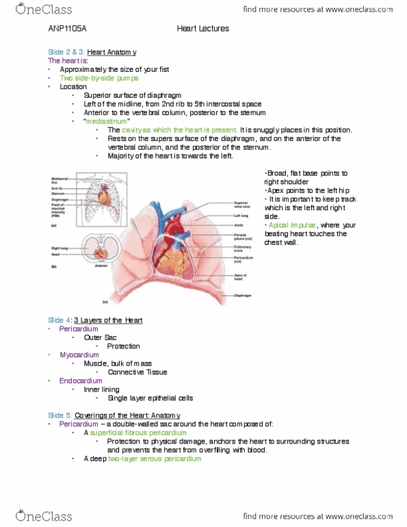 ANP 1105 Lecture Notes - Lecture 12: Left Coronary Artery, Cath Database, Mediastinum thumbnail