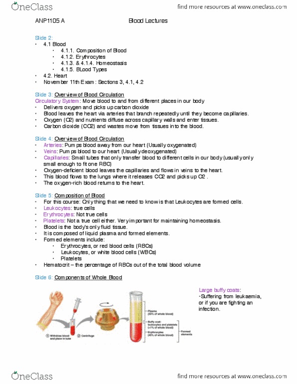 ANP 1105 Lecture Notes - Lecture 10: Pulmonary Embolism, Humerus, Mitosis thumbnail