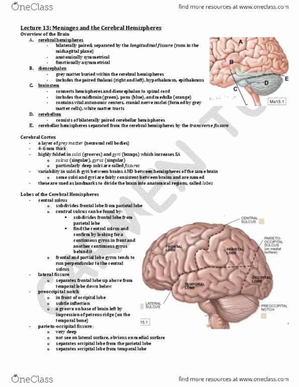 ANA300Y1 Lecture 13: Lecture 13- Meninges and the Cerebral Hemispheres.pdf thumbnail