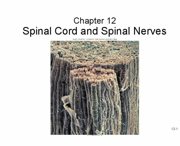 KINESIOL 1A03 Lecture Notes - Lecture 10: Dorsal Root Ganglion, Spinal Cord, Dura Mater thumbnail