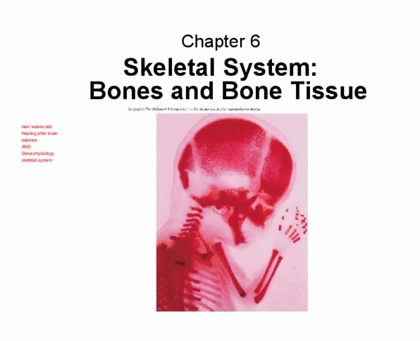 KINESIOL 1A03 Lecture Notes - Lecture 13: Bone Marrow, Bone, Osteocyte thumbnail