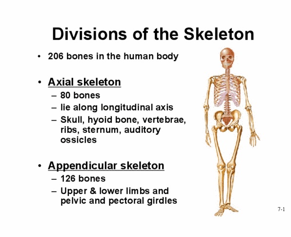 KINESIOL 1A03 Lecture Notes - Lecture 14: Acromioclavicular Joint, Sternoclavicular Joint, Epicondyle thumbnail