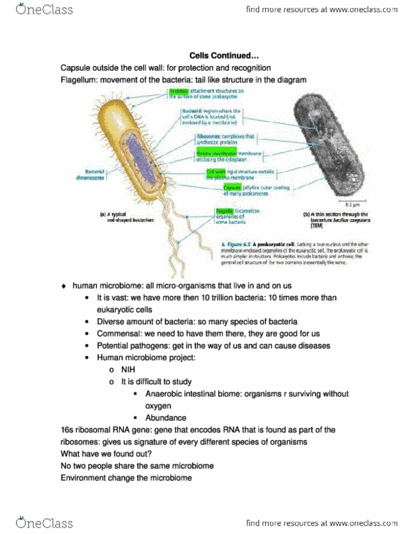 document preview image