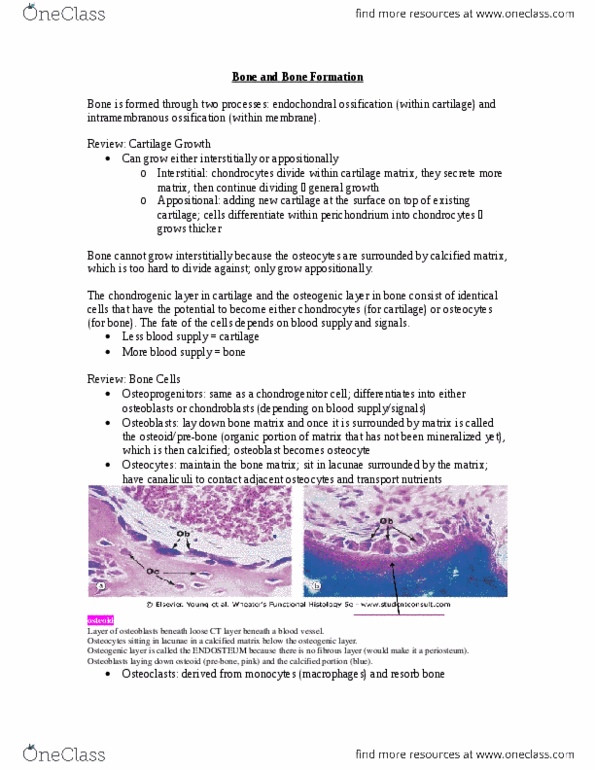 Anatomy and Cell Biology 3309 Lecture Notes - Lecture 9: Endochondral Ossification, Intramembranous Ossification, Bone Remodeling thumbnail