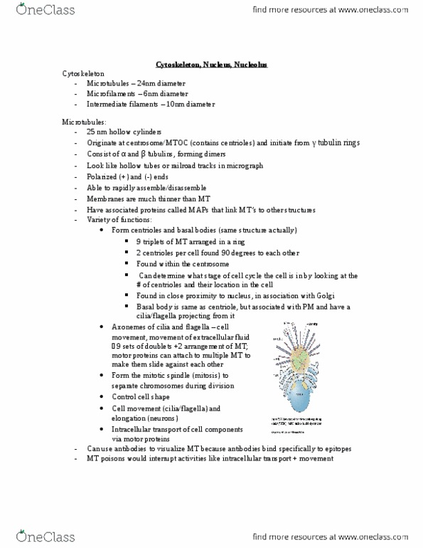 Anatomy and Cell Biology 3309 Lecture Notes - Lecture 2: Neurofibrillary Tangle, Intermediate Filament, Cleavage Furrow thumbnail