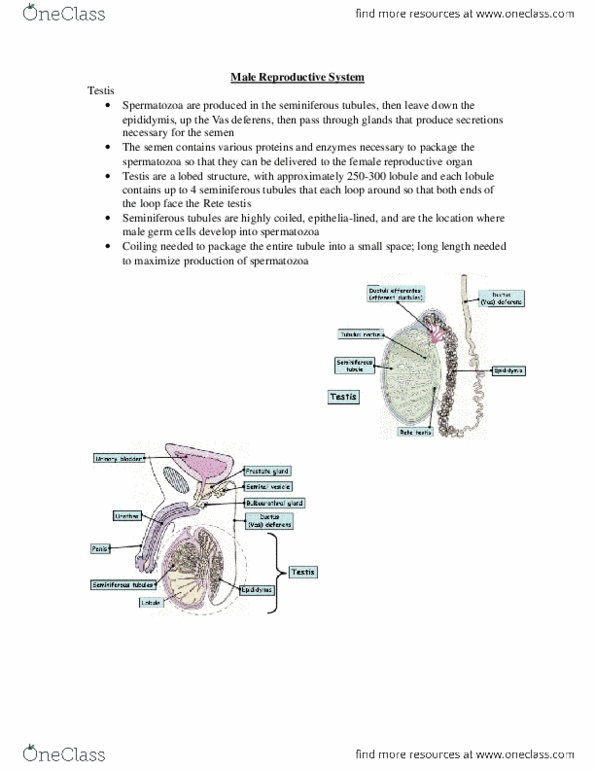 document preview image