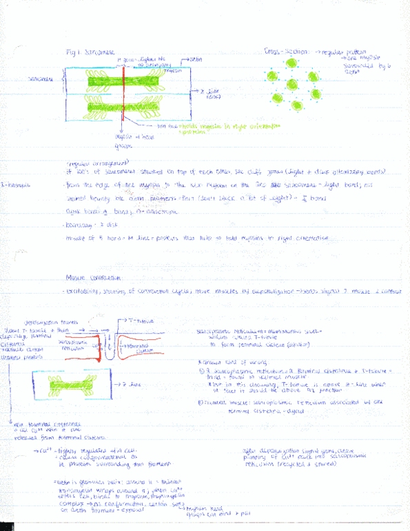 BIOC21H3 Lecture Notes - Moss, Roman Calendar, Asteroid Family thumbnail