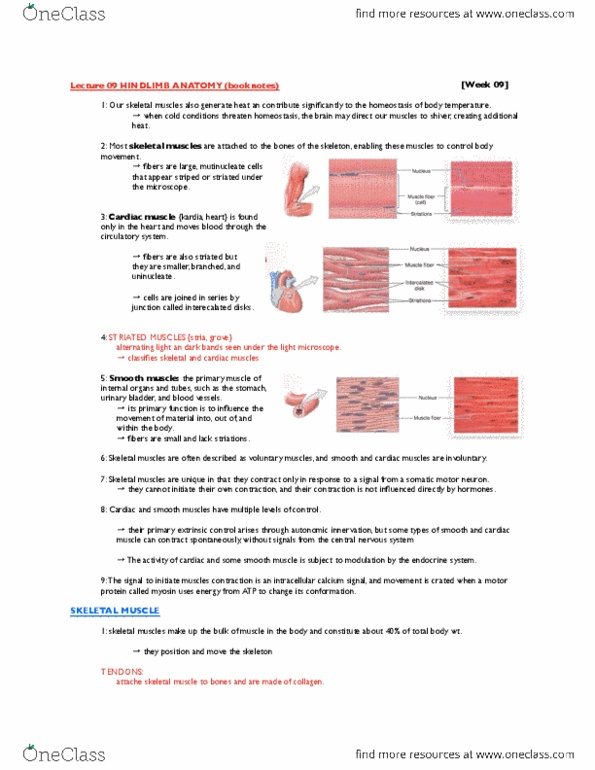 BIO SCI E112L Chapter Notes -Triceps Brachii Muscle, Biceps, Cardiac Muscle thumbnail