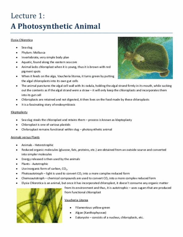 Biology 1002B Lecture Notes - Chloroplast, Algae, Elysia Chlorotica thumbnail