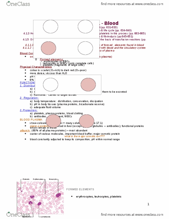 ANP 1105 Lecture Notes - Lecture 5: Polycythemia Vera, Polycythemia, Red Blood Cell thumbnail