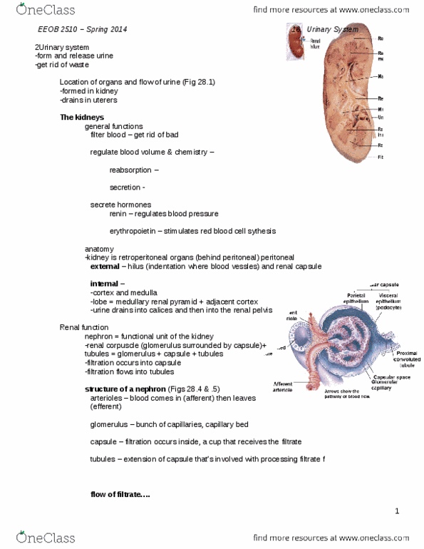 EEOB 2510 Lecture Notes - Lecture 16: Detrusor Urinae Muscle, Podocyte thumbnail