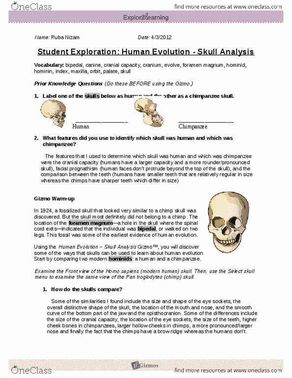 Human Evolution Skull Analysis Gizmo Worksheet Answers