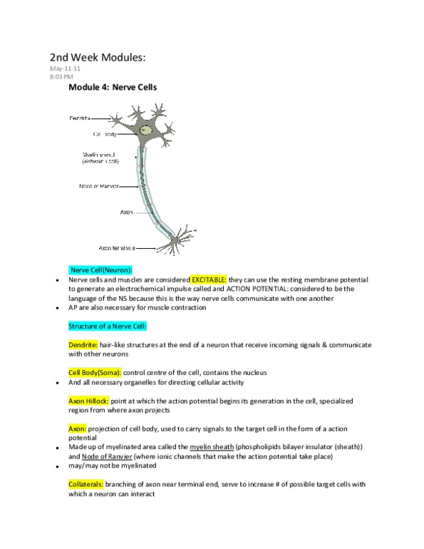 Physiology 1021 Lecture Notes - Myelin, Axon Terminal, Multiple Sclerosis thumbnail