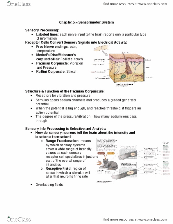 PSY290H5 Chapter Notes - Chapter 5: Substance P, Supplementary Motor Area, Cerebellum thumbnail