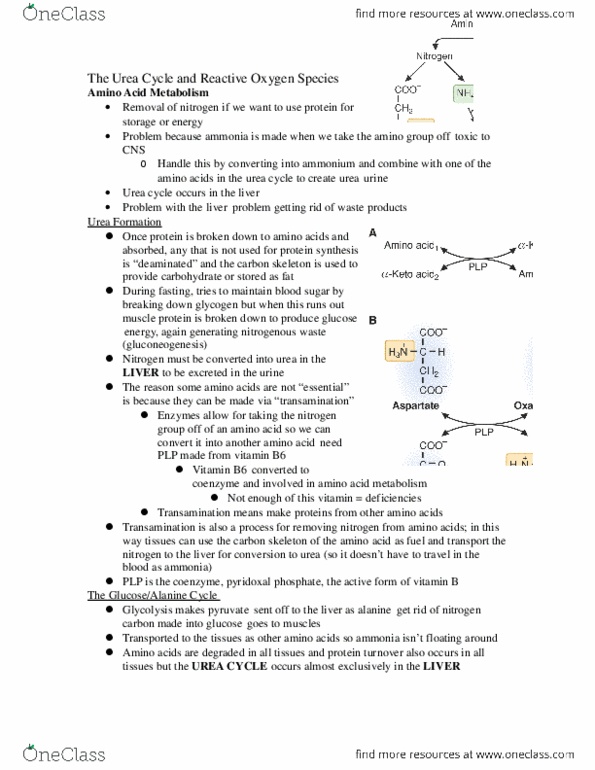 HTHSCI 1LL3 Lecture Notes - Lecture 1: Urea Cycle, Neutrophil, Lipid Bilayer thumbnail