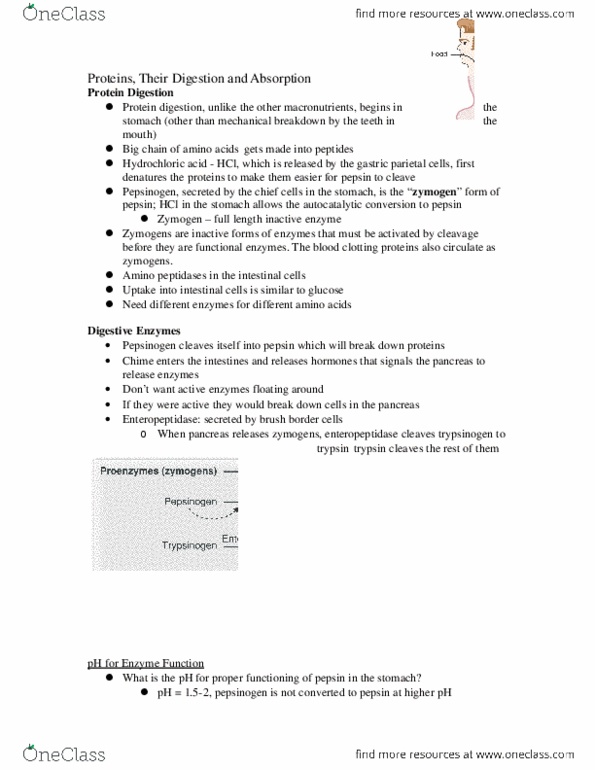 HTHSCI 1LL3 Lecture Notes - Lecture 2: Pepsin, Isoleucine, Leucine thumbnail