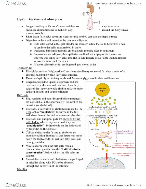 HTHSCI 1LL3 Lecture Notes - Lecture 3: Very Low-Density Lipoprotein, Lipoprotein, Cholesterol thumbnail