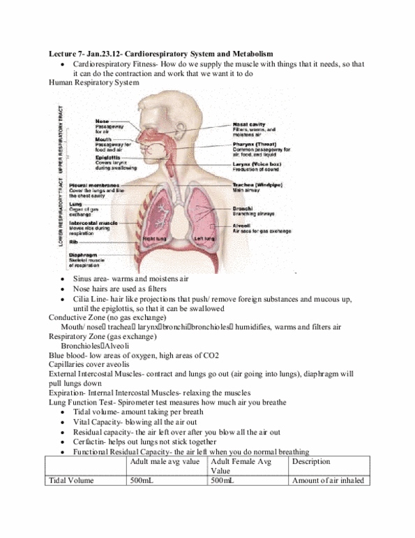 KINE 1020 Lecture Notes - Lecture 7: Intercostal Muscle, Lung, Epiglottis thumbnail