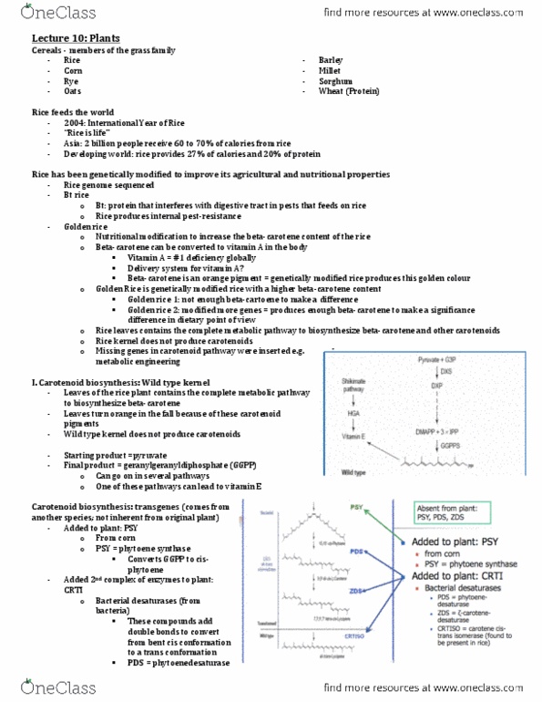 NFS386H1 Lecture Notes - Lecture 10: Beta-Carotene, Zeaxanthin, Wild Type thumbnail