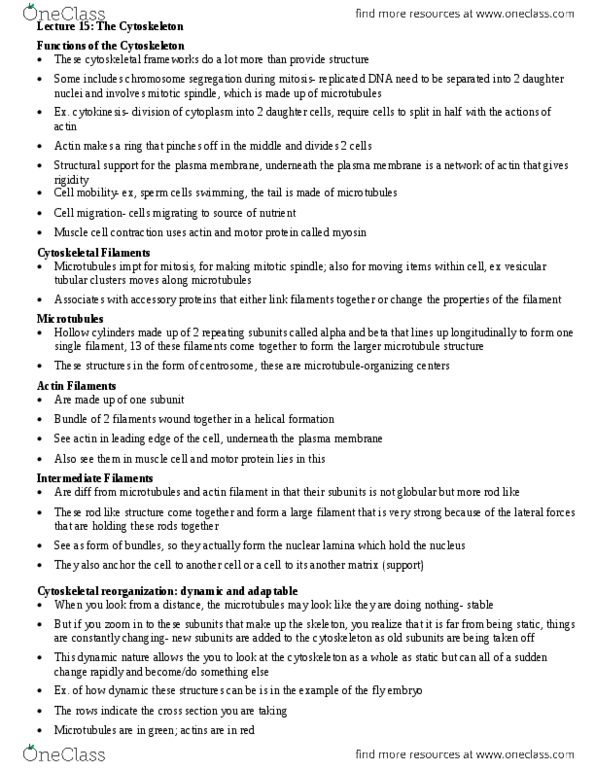 BIO315H5 Lecture Notes - Lecture 15: Covalent Bond, Mitosis, Treadmilling thumbnail