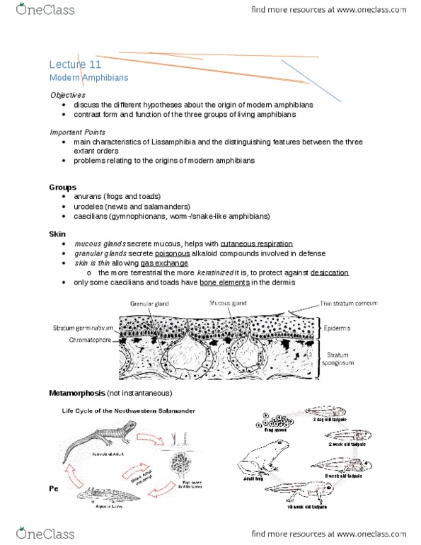 ZOO 2090 Lecture Notes - Lecture 11: Spermatophore, Temnospondyli, Ranoidea thumbnail