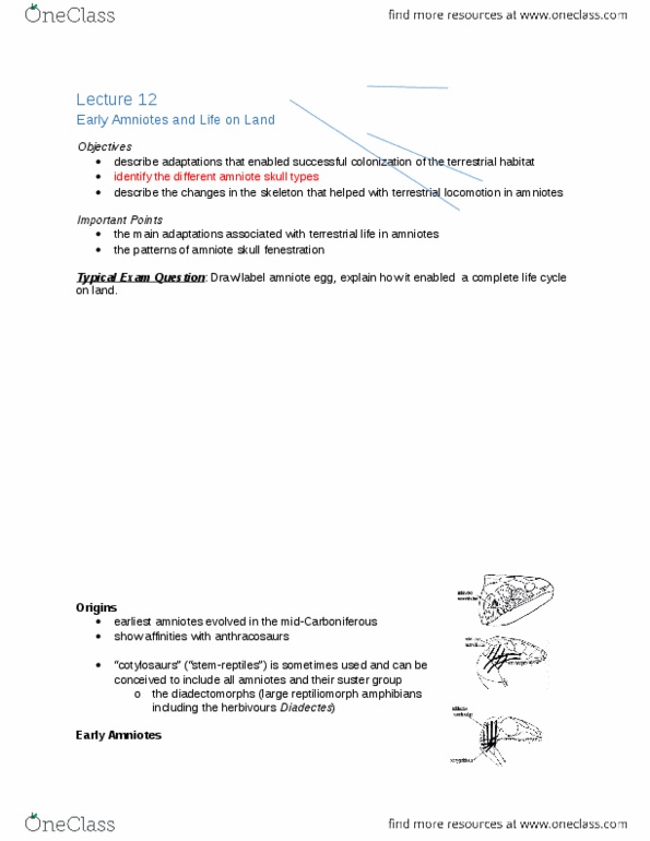 ZOO 2090 Lecture Notes - Lecture 12: Diadectes, Atlanto-Axial Joint, Semipermeable Membrane thumbnail