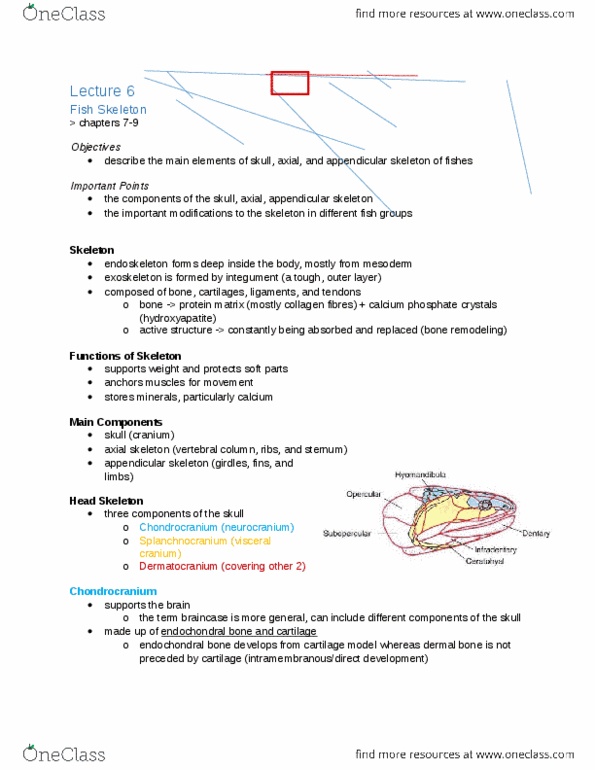 ZOO 2090 Lecture Notes - Lecture 6: Haemal Arch, Notochord, Group For The Study Of Reactive Motion thumbnail