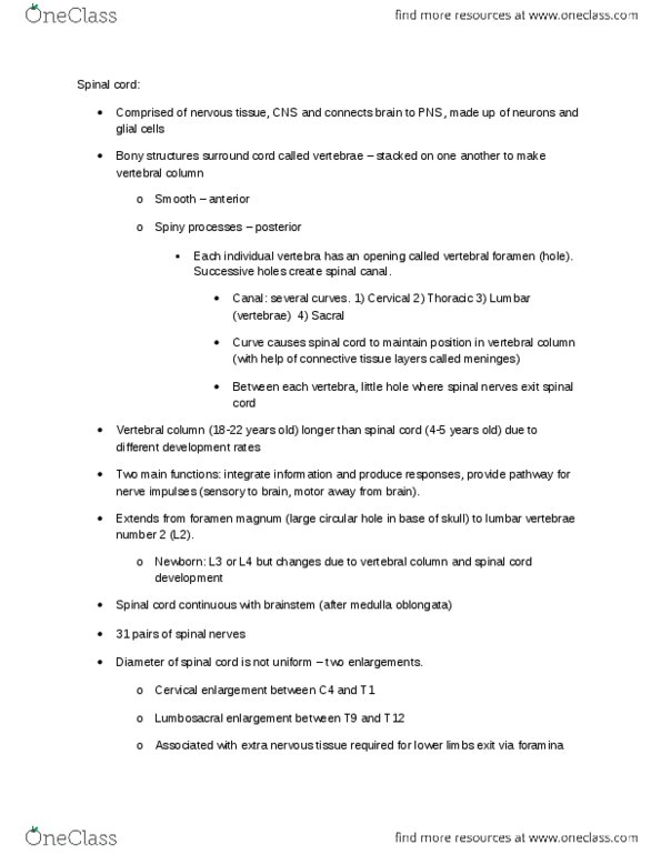 KINESIOL 1Y03 Lecture Notes - Lecture 15: Musculocutaneous Nerve, Medulla Oblongata, Foramen Magnum thumbnail