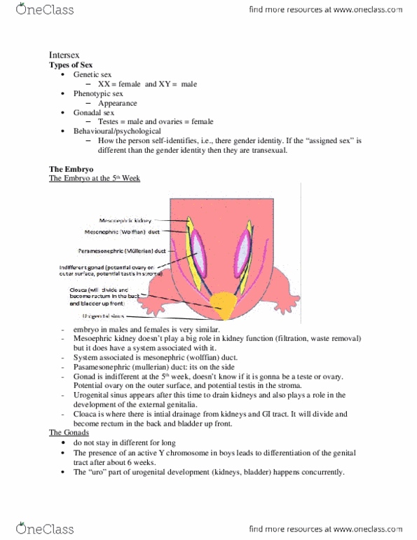 HTHSCI 1H06 Lecture Notes - Lecture 23: Seminiferous Tubule, Micropenis, Epididymis thumbnail