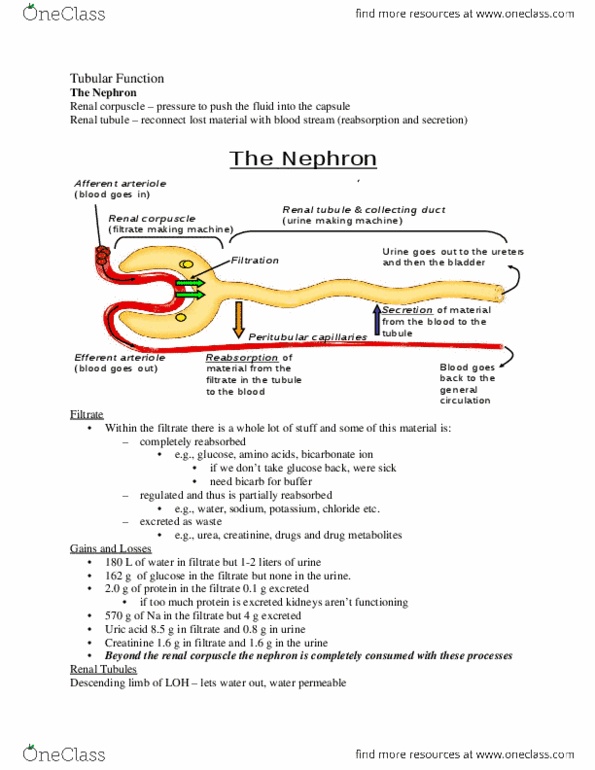 HTHSCI 1H06 Lecture Notes - Lecture 21: Straight Arterioles Of Kidney, Efferent Arteriole, Cella thumbnail