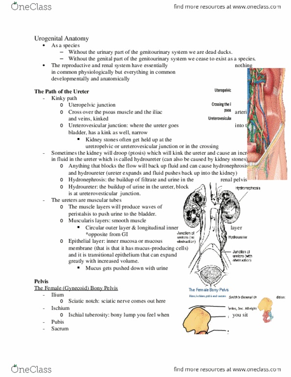 HTHSCI 1H06 Lecture Notes - Lecture 20: Peristalsis, Pelvic Brim, Pessary thumbnail