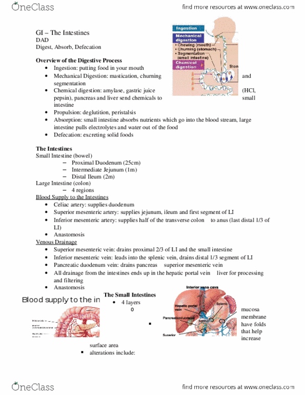 HTHSCI 1H06 Lecture Notes - Lecture 8: Facilitated Diffusion, Muscular Layer, Thoracic Duct thumbnail