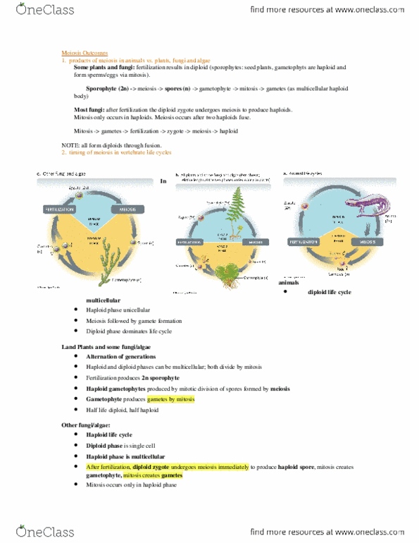 Biology 1001A Lecture Notes - Lecture 7: Gametophyte, Missense Mutation, Sporophyte thumbnail