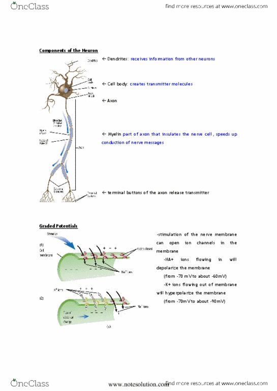 PSY100H1 Lecture Notes - Neuron, Frontal Lobe, Occipital Lobe thumbnail
