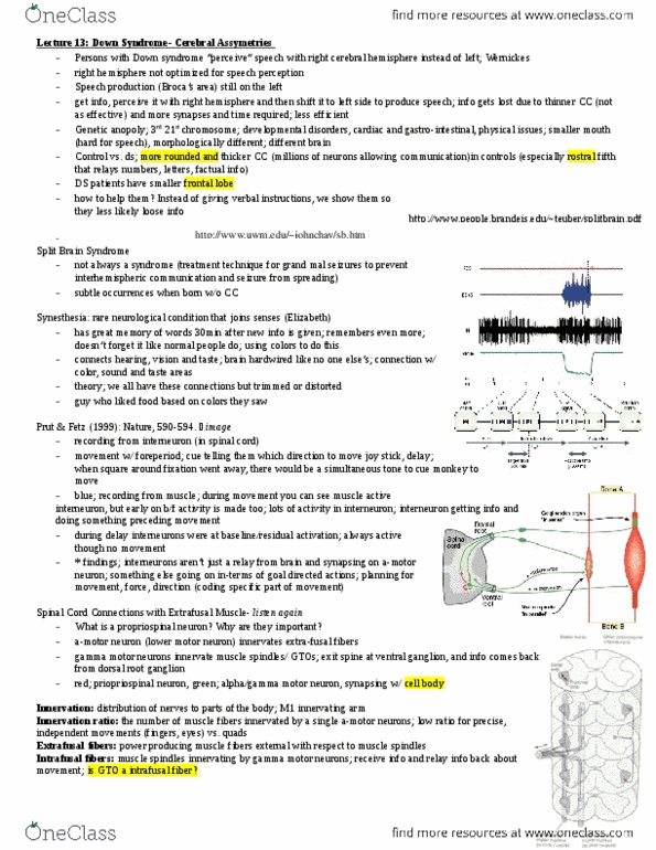 Kinesiology 3480A/B Lecture 15: test 2- neuro notes.docx thumbnail