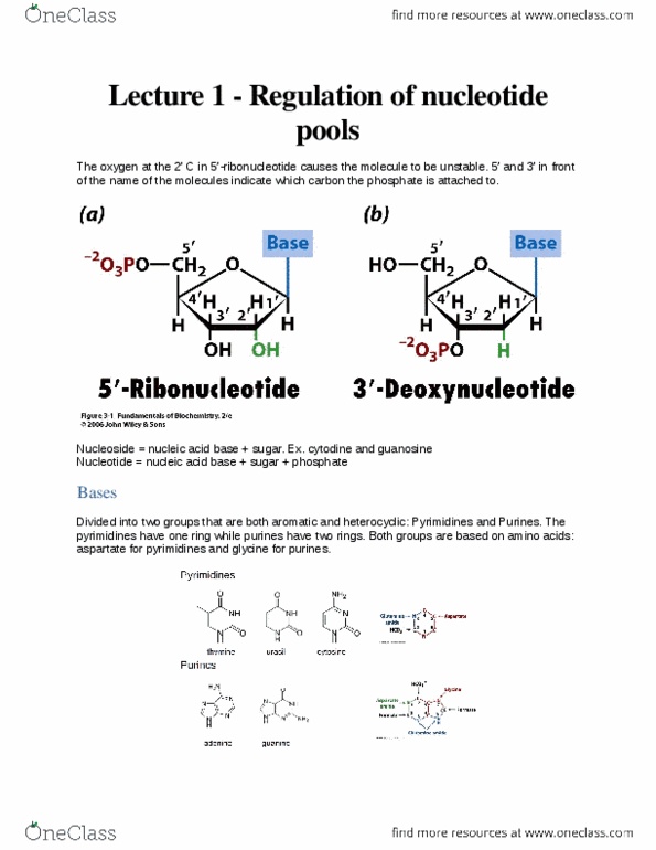 Biochemistry 3382A Lecture Notes - Lecture 1: Phosphoribosylamine, Pyrimidine, Nucleoside thumbnail