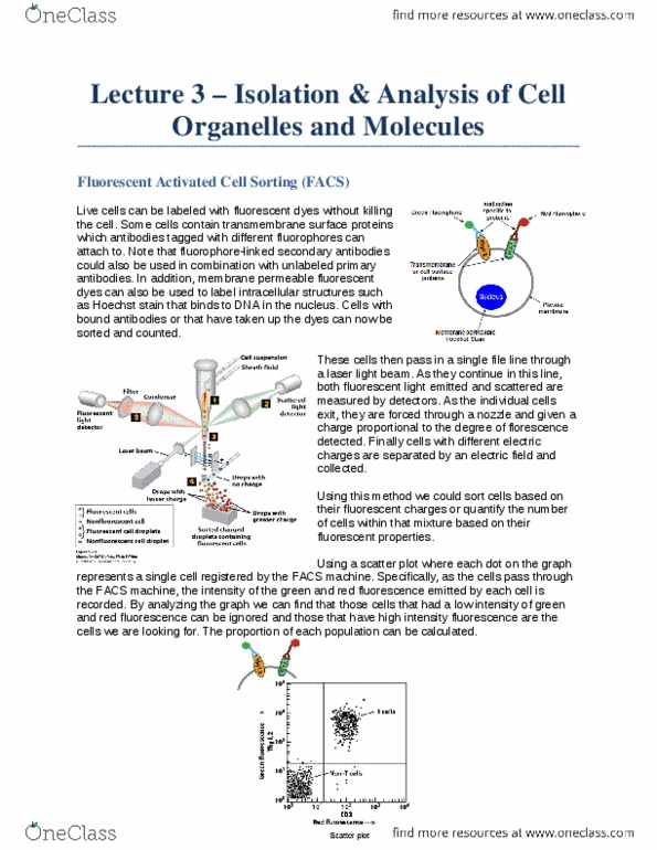 Biology 2382B Lecture Notes - Lecture 3: Silver Stain, Peptide, Lipid Bilayer thumbnail