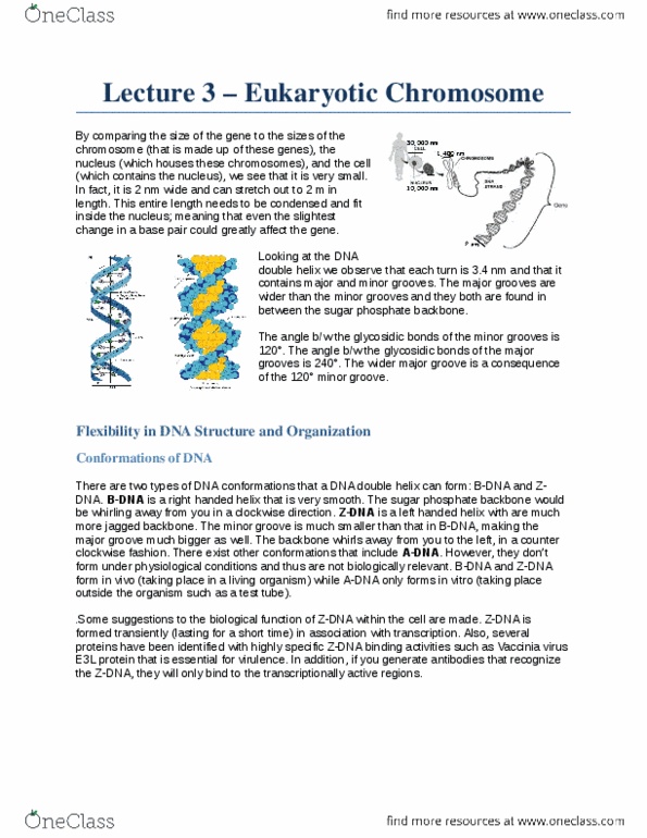 Biology 2581B Lecture Notes - Lecture 3: Lysine, Kinetochore, Histone H2A thumbnail