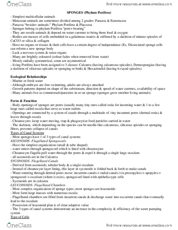 BIOL 2030 Chapter Notes - Chapter 6: Spongillidae, Demosponge, Eumetazoa thumbnail