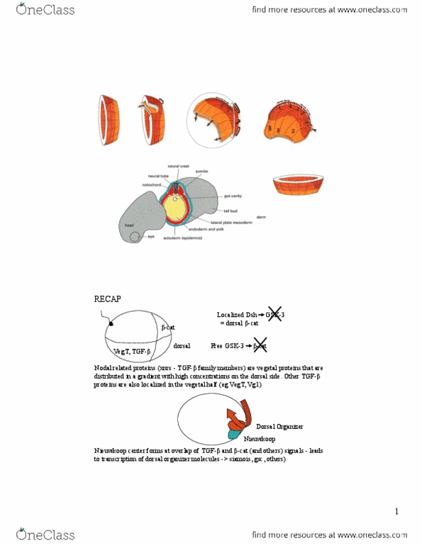 Biology 3338A Lecture Notes - Lecture 10: Neural Plate, Dishevelled, Notochord thumbnail