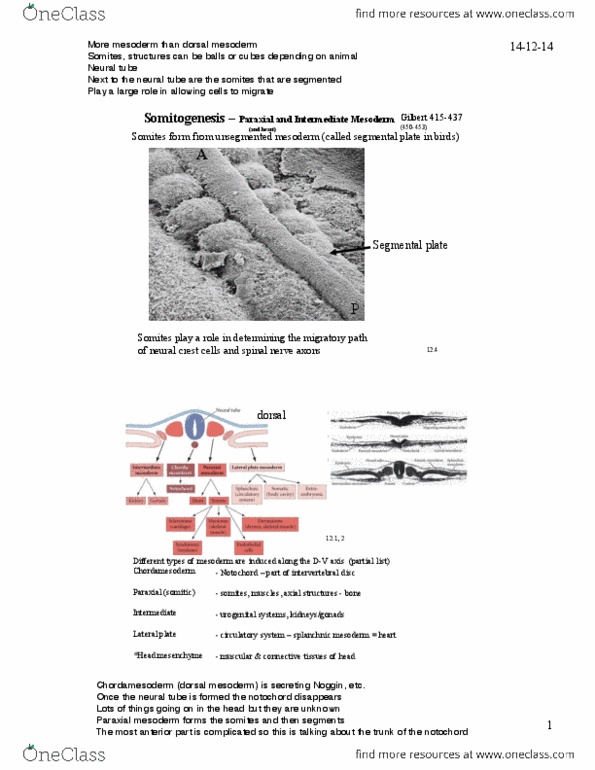 Biology 3338A Lecture Notes - Lecture 11: Paraxial Mesoderm, Spinal Nerve, Myotome thumbnail