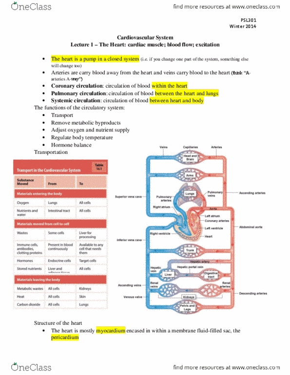 PSL301H1 Lecture Notes - Lecture 3: Pulmonary Vein, Proteoglycan, Pressure Gradient thumbnail