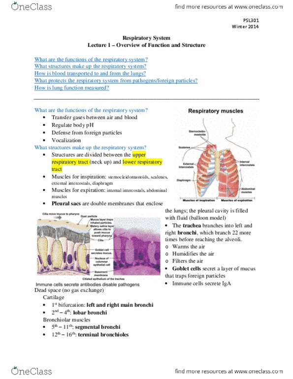 PSL301H1 Lecture Notes - Lecture 12: Airway Resistance, Spirometer, Hyperventilation thumbnail