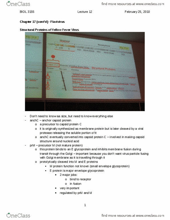 BIOL 3155 Lecture Notes - Lecture 12: Ribosome, Guanine, Rna-Dependent Rna Polymerase thumbnail