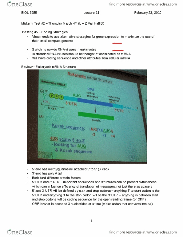 BIOL 3155 Lecture Notes - Lecture 11: Orthomyxoviridae, Lipid Bilayer, Bovine Virus Diarrhea thumbnail